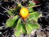 foto Plantas de interior Ferocactus cacto do deserto amarelo