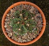 φωτογραφία Εσωτερικά φυτά Ferocactus κάκτος της ερήμου κίτρινος