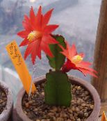 zdjęcie Pokojowe Rośliny Hatiora leśny kaktus czerwony