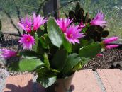 foto Topfpflanzen Trunkenbolde Träumen kakteenwald, Hatiora rosa