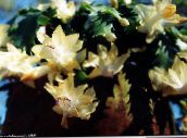 fénykép Szobanövények Karácsonyi Kaktusz, Schlumbergera sárga