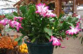 fénykép Szobanövények Karácsonyi Kaktusz, Schlumbergera rózsaszín