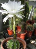 fénykép Szobanövények Bogáncs Földgolyó, Fáklya Kaktusz, Echinopsis fehér