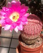 photo Indoor plants Hedgehog Cactus, Lace Cactus, Rainbow Cactus, Echinocereus pink