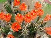 foto Kamerplanten Egel Cactus, Kant Cactus, Regenboog Cactus, Echinocereus oranje