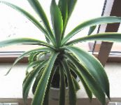 fotografie Pokojové rostliny American Století Rostlina, Pita, Špičatý Aloe sukulenty, Agave bílá