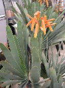 fotografie Vnútorné Rastliny Aloe sukulenty červená