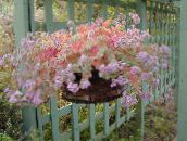 foto Indendørs planter Sedum saftige pink