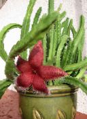 foto  Maita Augs, Zvaigzne Ziedu, Starfish Kaktuss sulīgs, Stapelia sarkans