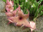 nuotrauka  Dvėsena Augalas, Starfish Gėlė, Jūrų Kaktusas sultingas, Stapelia rožinis