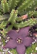 nuotrauka  Dvėsena Augalas, Starfish Gėlė, Jūrų Kaktusas sultingas, Stapelia violetinė