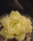 фото Домашні рослини Хавортія суккулент, Haworthia білий