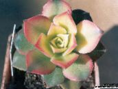 fotografie Pokojové rostliny Samet Růže, Podšálek Rostlina, Aeonium sukulenty bílá