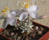 photo Indoor plants Anacampseros succulent white