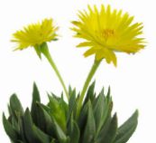 fotoğraf Kapalı bitkiler Bergeranthus Schwant etli sarı