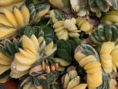 fotoğraf Kapalı bitkiler Hollandalı Kanat, Avukatlar Dil etli, Gasteria pembe