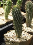 photo Indoor plants Hoodia desert cactus pink