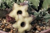 фото Домашние растения Гуэрния суккулент, Huernia белый