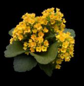 fotografija Sobne Rastline Kalanchoe sukulenti rumena