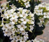 fotografie Pokojové rostliny Kalanchoe sukulenty bílá