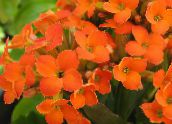 nuotrauka Vidinis augalai Kalankė sultingas, Kalanchoe oranžinis