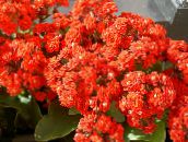 фото Домашні рослини Каланхое (Каланхое) суккулент, Kalanchoe червоний