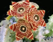 fotoğraf Kapalı bitkiler Leş Çiçekler etli, Caralluma, Orbea kahverengi