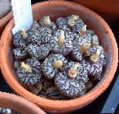 снимка Интериорни растения Конус За Растителна сукуленти, Conophytum жълт