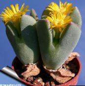 foto Sobne biljke Konus Biljka sukulenti, Conophytum žuta