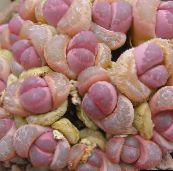 фото Домашні рослини Літопси (Живі Камені) суккулент, Lithops жовтий