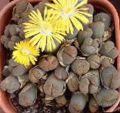 фото Домашні рослини Літопси (Живі Камені) суккулент, Lithops жовтий