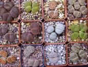 foto Plantas de interior Pebble Plants, Living Stone suculento, Lithops amarelo