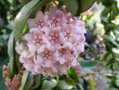 φωτογραφία Εσωτερικά φυτά Φυτό Κερί παχύφυτα, Hoya ροζ