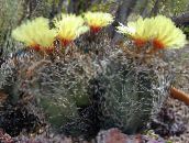 žlutý Astrophytum Pouštní Kaktus