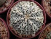 снимка Интериорни растения Astrophytum пустинен кактус жълт