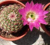 foto Plantas de salón Astrophytum cacto desierto rosa