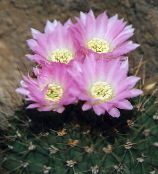 růžový Acanthocalycium Pouštní Kaktus