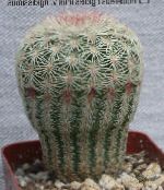 photo Indoor plants Acanthocalycium desert cactus white