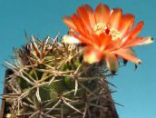 foto Plantas de interior Acanthocalycium cacto do deserto laranja