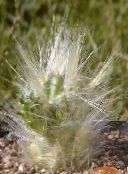 снимка Интериорни растения  пустинен кактус червен