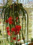 fénykép Szobanövények Szíj Kaktusz, Orchidea Kaktusz, Epiphyllum piros