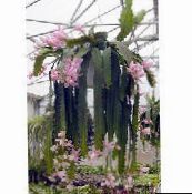 różowy Geliotsereus Leśny Kaktus