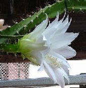 foto Indendørs planter Sol Kaktus, Heliocereus hvid