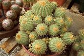 снимка Интериорни растения Copiapoa пустинен кактус жълт
