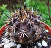 foto Le piante domestiche Copiapoa il cactus desertico giallo