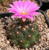fénykép Szobanövények Coryphantha sivatagi kaktusz rózsaszín