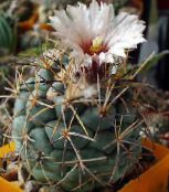 foto Sobne biljke Coryphantha pustinjski kaktus bijela