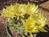 foto Plantas de salón Cactus Anciana, Mammillaria cacto desierto amarillo