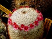 снимка Интериорни растения Стара Дама Кактус, Mammillaria пустинен кактус червен