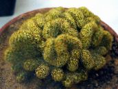 φωτογραφία Εσωτερικά φυτά Παλιά Κάκτος Κυρία, Mammillaria κάκτος της ερήμου κίτρινος